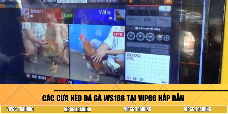 Các cửa kèo đá gà WS168 tại Vip66 hấp dẫn 